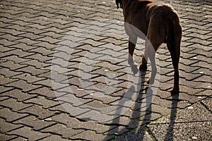 City park in Bulgaria  Kardzali with brown male dog living in outside