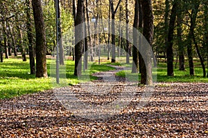 A city park in early autumn. A path covered with leaves. Falling leaves