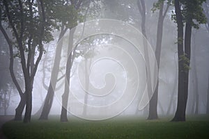 City park in foggy morning - trees silouette in the foggy park at the morning. Clean environment contsept