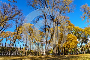 City park during the golden autumn. Background. Illustrative editorial. October 23, 2021 Balti Moldova