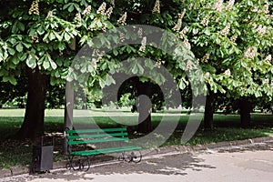 City Park. Green bench against background of chestnut alley. Chestnuts blooming in spring.