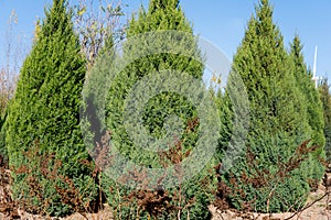 City park greening trees pine cypress trees