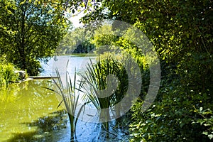 City Park Lake Reflexion early morning