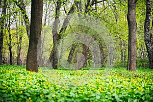 City park, meadow with small yellow flowers, trees and bushes