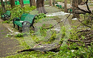 City park after natural cataclysm. Falling tree and branches after natural disaster. City park after catastrophe. Calamity in spri