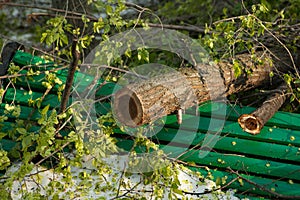 City park after natural cataclysm. Falling tree and branches after natural disaster. City park after catastrophe. Calamity in spri