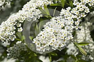 City park spring fresh shrubs with white yellow flowers carpets. White flowers background