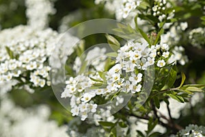 City park spring fresh shrubs with white yellow flowers carpets. White flowers background