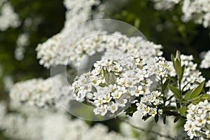 City park spring fresh shrubs with white yellow flowers carpets. White flowers background