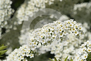 City park spring fresh shrubs with white yellow flowers carpets. White flowers background