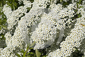 City park spring fresh shrubs with white yellow flowers carpets. White flowers background