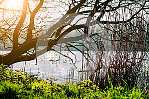 City park in spring time. Green grass growing near pond shore. Sun rays coming through tree branches