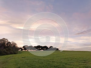 City park at sunset, green lawn silhouetted against the background of a blurred sky