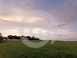 City park at sunset, green lawn silhouetted against the background of a blurred sky