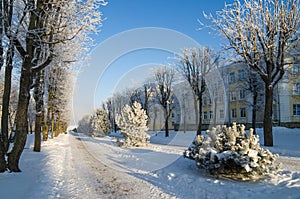 city park with trees covered with hoarfrost