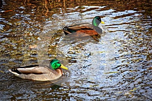 City Park in winter.Ducks swim in a cold river.