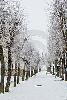 City park in the winter, trees covered with hoarfrost