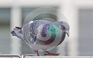 City Pigeon