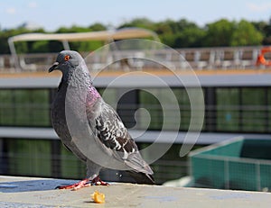 City Pigeon