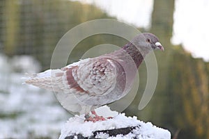 City pigeon Columba livia forma domestica photo