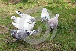 City pigeon Columba livia forma domestica photo