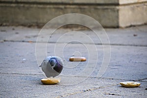 City Pigeon Eating a bagel on the Sidewalk in Philadelphia