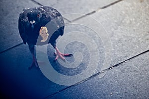 A city pigeon eating food on the street photo