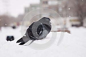 The city pigeon freezes in a snowdrift