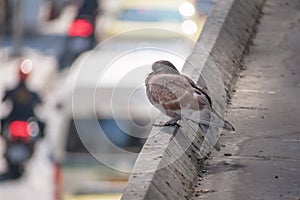City Pigeon Perched on Cement Surface in the City over Traffic