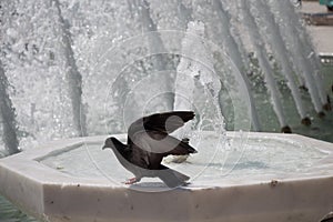 City pigeon by the side of fountain