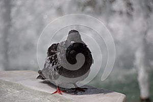 City pigeon by the side of fountain