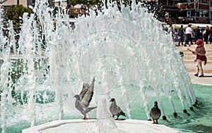 City pigeon by the side of fountain