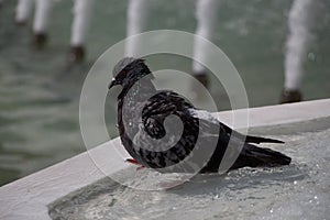 City pigeon by the side of fountain