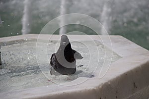 City pigeon by the side of fountain