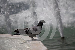 City pigeon by the side of fountain