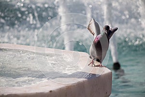 City pigeon by the side of fountain