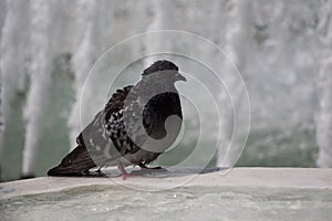 City pigeon by the side of fountain