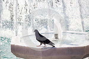 City pigeon by the side of  fountain
