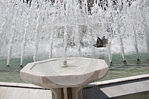 City pigeon by the side of  fountain