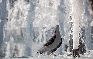 City pigeon by the side of fountain