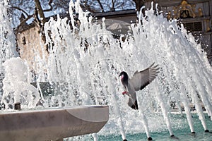 City pigeon by the side of fountain