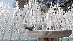 City pigeon by the side of fountain