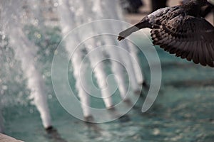 City pigeon by the side of fountain