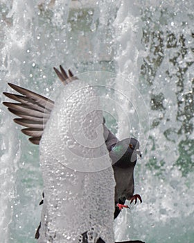 City pigeon by the side of fountain