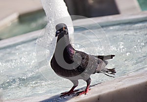 City pigeon by the side of fountain