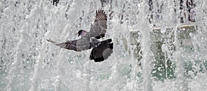 City pigeon by the side of fountain