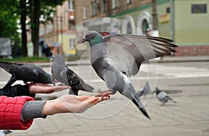 City pigeon sitting on the hand