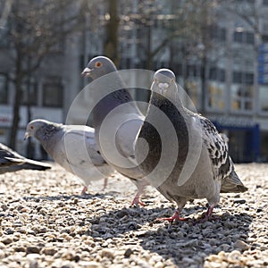 City pigeon walking on the ground searching food with sand and stone in a parc animal in the city