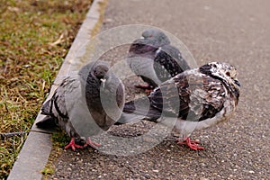 City Pigeons