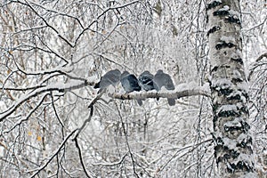 City pigeons on a birch tree covered with snow.